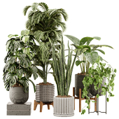 Indoor Plant Set 25