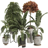 Indoor Tropical Plant Collection Set 181