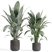 indoor plants in vase 008