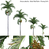 Areca catechu - Betel Nut Palm - Pinang Sirih
