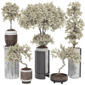 Decorative Indoor Bonsai Tree and Bush in Pot 183
