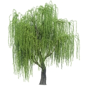 Willow Tree 01