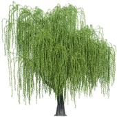 Willow Tree 02