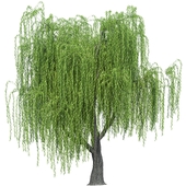 Willow Tree 03