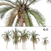 Date palm clusters for street