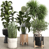 Indoor Plant Set 066