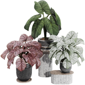 Decorative Tropical Elephant Ear Plant in Pot Collection 186