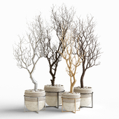 Dry decorative trees set