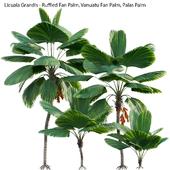 Licuala Grandis - Ruffled Fan Palm