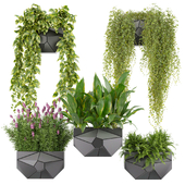 Collection plant vol 501 - hanging- lavender - peace lily - pothos