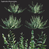 Euphorbia tithymaloides - Pedilanthus tithymaloides