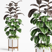 Indoor Plants 19-Ficus
