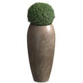 Boxwood evergreen. Buxus sempervirens.Modern Tall Glazed Pot