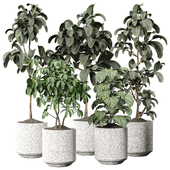 indoor Plant 388
