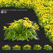 Daylily hybrid bushes | Hemerocallis hybrida Stella De Oro