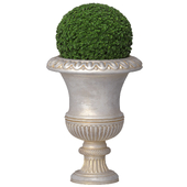 Boxwood in a classical vase for facade decoration.Boxwood.Classic outdoor Vase Flowerpot