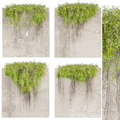 Collection plant vol 504 - fitowall - ivy - concrete