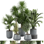 indoor Plant 391