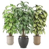 indoor Plants Collection - Set 943