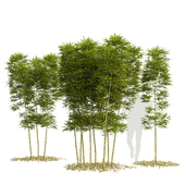 Bamboo Phyllostachys Aurea 3m