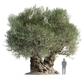 Дерево оливы 10 (Olive tree 10)