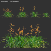 Crocosmia x crocosmiiflora - Montbretia