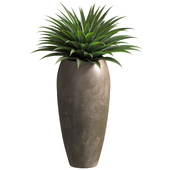 Agave plant in tall modern vase.Modern Tall Glazed Pot
