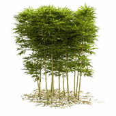 Bamboo Phyllostachys Aurea 2m