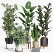 Indoor Plants Set 22