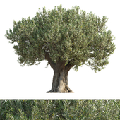 Дерево оливы 11 (Olive tree 11)