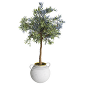 Olive tree in a decorative pot_1
