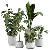 indoor Plant 397