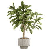 Indoor Plant Set 29