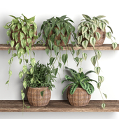 plants on shelf 13