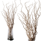 Fresh Curly Willow Branches