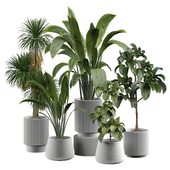 indoor Plant 399