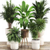 Indoor Plant Set 070