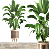 Indoor Plant Set 069