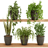 Indoo  Plant Set 31