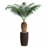 Palm tree in a decorative pot_1