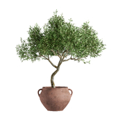 Olive_tree indoor_houseplant