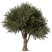 Olive Tree Set6