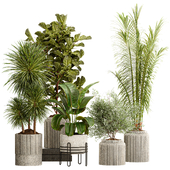 Indoo Plant Set 32