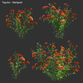 Tagetes - Marigold