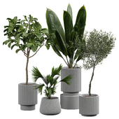 indoor Plant 401