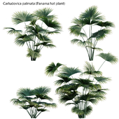 Carludovica palmata - Panama hat plant