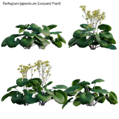 Farfugium japonicum - Leopard Plant