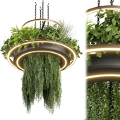 Collection plant vol 508 - chandelier - ampelous - hanging - fern