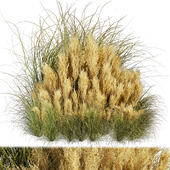 Collection plant vol 509 - grass - Switchgrass - Northwind - pampas