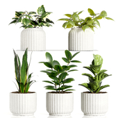 Decorative Plants 22